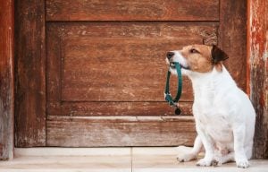 Training Collars Only