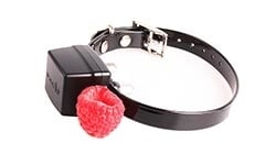 PAC Miniature/Small Dog Training Collar | EXC6