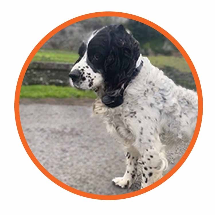 PAC Medium/Large Dog Training System | 3km Range | EXT2+ - Image 2