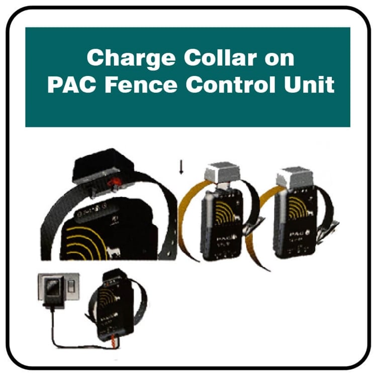 PAC Fence Extra Large Dog Collar | FAXC - Image 3