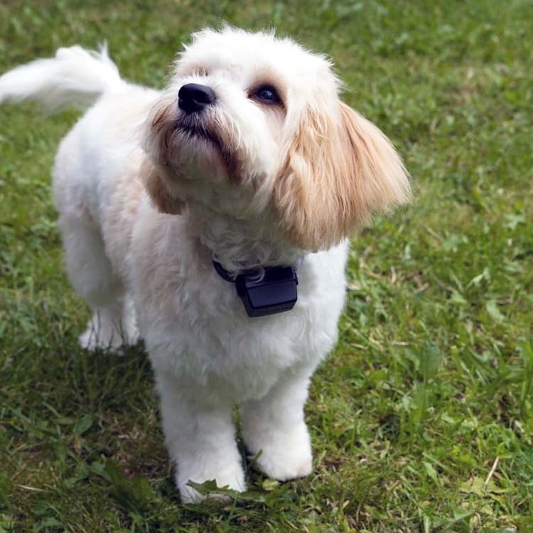 PAC Miniature/Small Dog Training System | 1km Range | nDXT+ - Image 2