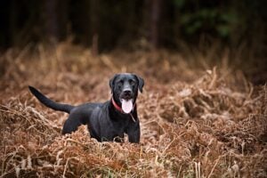 Train Up To 6 Dogs